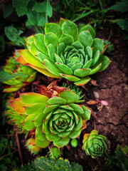 Fototapeta premium green and yellow flower for background