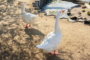 Domestic geese walk in a pen near a small pond. Keeping poultry