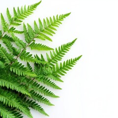 Close up of Green leaves of fern on an isolated white background
