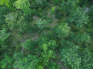 Tree pattern