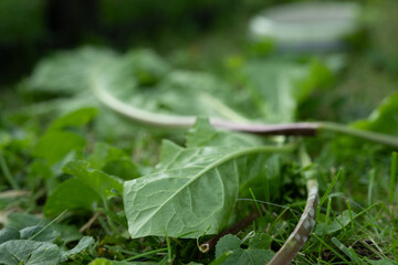 löwenzahn pflanze unkraut grün