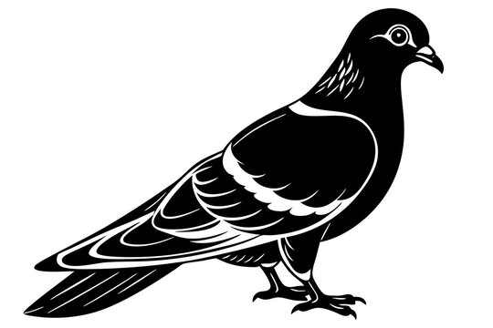 Pigeon clip art preview