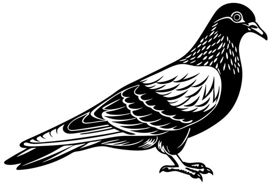 recommend clip art: Pigeon perched black and white silhouette vector illustration on white background