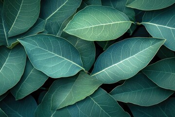 Close-up shot of green leaves. Perfect for nature-themed projects, showcasing the beauty of plants.