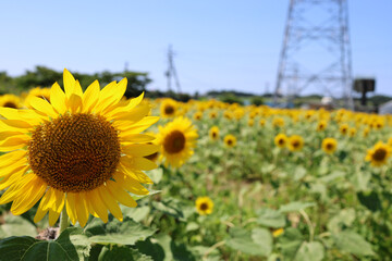 Obraz premium ひまわり