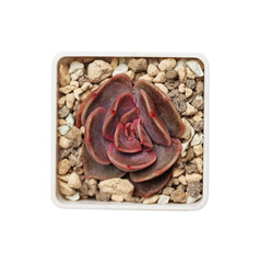 Echeveria isolated. Red echeveria Lotus plant succulent top view