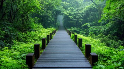 Obraz premium Wooden Pathway Through Lush Rainforest