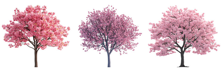 Obraz premium Pink blossom trees set isolated on transparent background