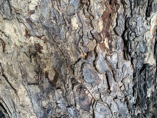Samanea saman plant bark, Light brown bark of a tree texture as background