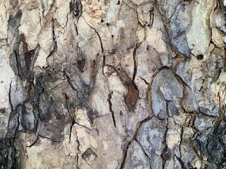 Samanea saman plant bark, Light brown bark of a tree texture as background