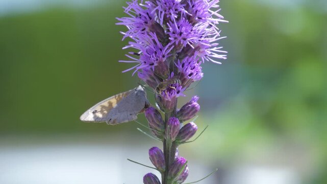butterfly flying on  purple flower