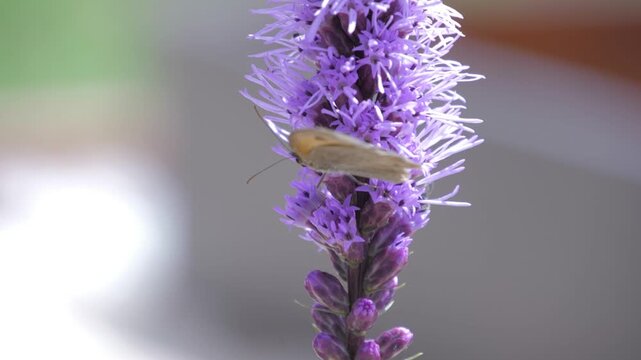 butterfly flying on  purple flower