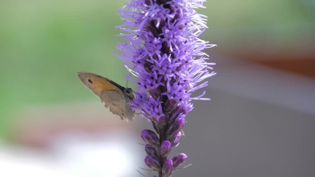 butterfly flying on  purple flower