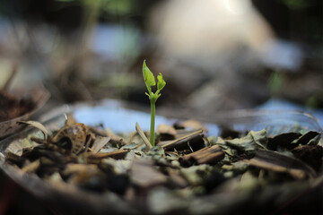 sprout in the ground
