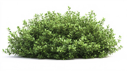 Fototapeta premium Lush Green Bush Isolated on White