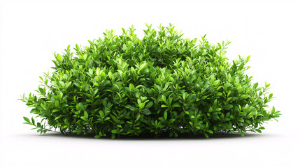 Obraz premium Lush Green Bush Isolated On White Background