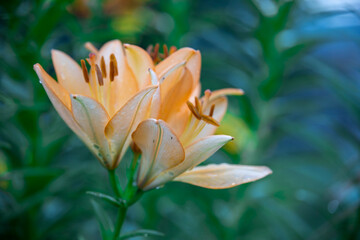 A single orange flower with brown tips sits on a green stem