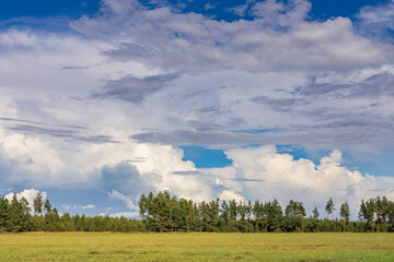 A field of grass with a few trees in the background
