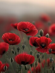 A backdrop of poppies in full bloom highlights the striking red petals set against a gently blurred background, creating an eye-catching and beautiful scene.