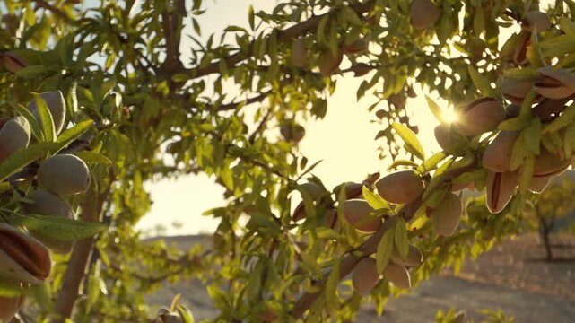 Almonds nuts. Green Almonds on the tree ready for harvest.