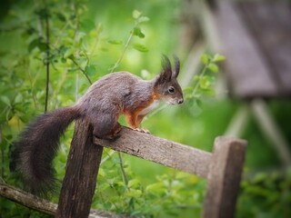 Squirrel, cute squirrel, clouseup, nature
