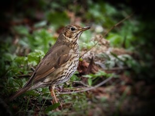 Song Thrush (Turdus philomelos) clouse up, birdwatching