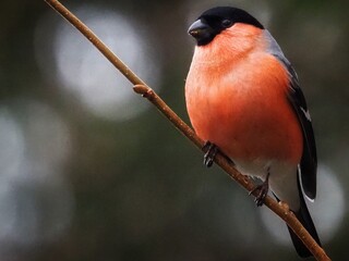 Eurasian bullfinch (Pyrrhula pyrrhula) Wildlife and birdwatching, orange bird