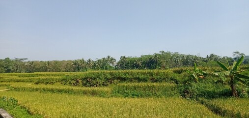 Riceyard 