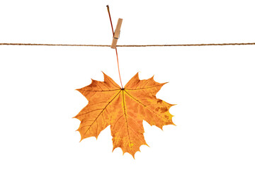 Red-yellow Maple leaf on a white background.