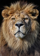 A close up of a Barbary Lion