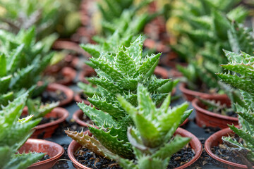 Tiger tooth aloe is cultivated in a garden to be sold or rented to other parties