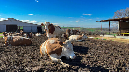 cows in a field. barn in the background, under a clear blue sky. © enesaltunis