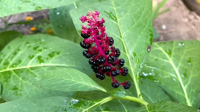 flowering plant indian Pokeweed (Phytolacca acinosa) growing in the garden