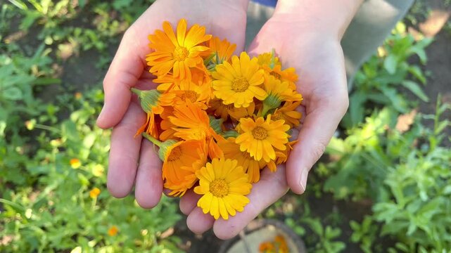 woman collecting calendula flowers in the garden