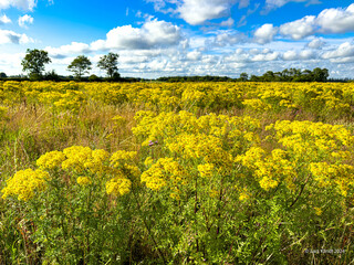Obraz premium field of yellow flowers