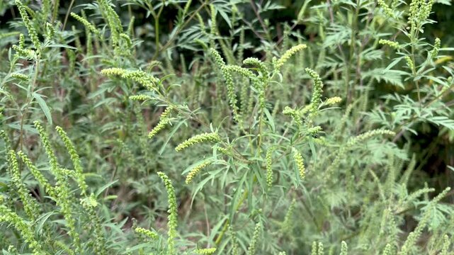 ragweed plant blooms in the garden
