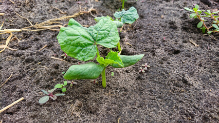 Cucumber Seedlings in Open Ground Garden