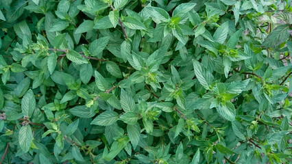 Top View of Green Mint Bush in Garden