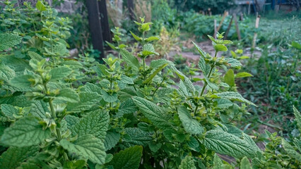 Lemon Balm Bed in Garden with Background of Garden Landscape