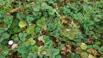 Top View of Strawberry Bed with Green, Yellow, and Red Leaves