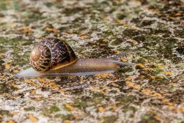 snail on the stone
