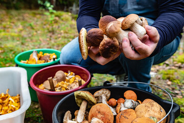 White mushrooms in the hands of a mushroom picker. Search and harvest of forest mushrooms.