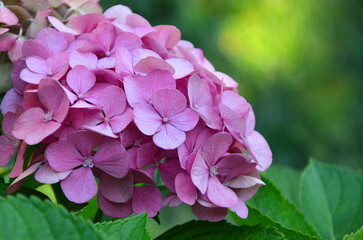  Pink blossom Hydrangea macrophylla 'Endless Summer' the original 'Mophead Hydrangea'. Macro photo...