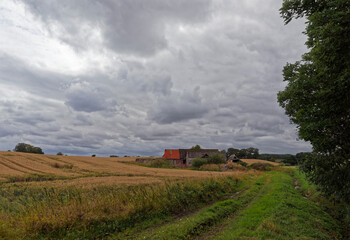 The overgrown track leading to an old abandoned stone built farmhouse and barns in a field of Barley near Greenden.