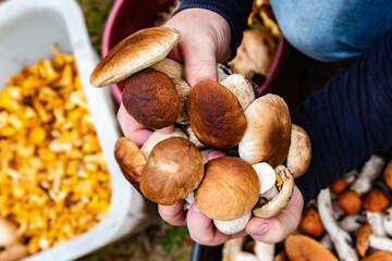 White mushrooms in the hands of a mushroom picker. Search and harvest of forest mushrooms.