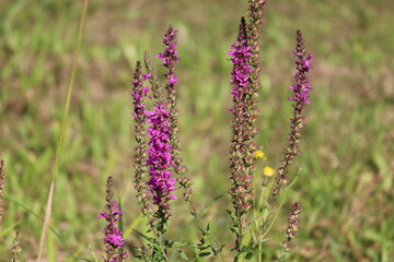 Obraz premium Flowering purple loosestrife (Lythrum salicaria) plant in wild nature
