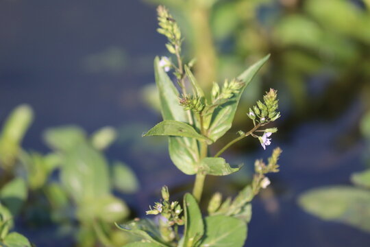 Flowering European speedwell or brooklime (Veronica beccabunga) plant in wild nature