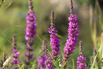 Flowering purple loosestrife (Lythrum salicaria) plant in wild nature