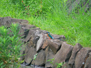 日本、夏、小川の岩場で休むカワセミ