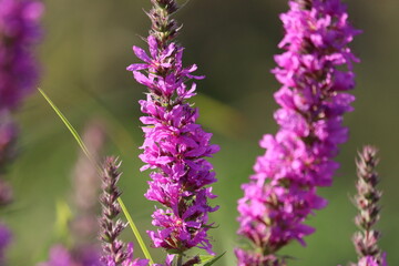 Flowering purple loosestrife (Lythrum salicaria) plant in wild nature